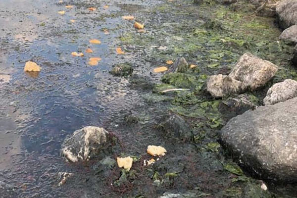 İzmir Körfezi’ndeki yoğun kirlilik görüntülendi: Kıyılar ve deniz içi adeta marul tarlasına dönüşüyor - Resim : 1