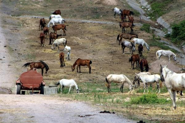 Yüzlerce at adaya gitmeden ölüme terk edildi - Resim : 1