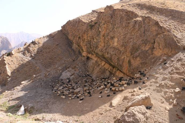 Hakkari’de şarbondan 201 hayvan öldü - Resim : 1