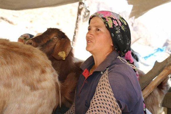 Hakkari’de şarbondan 201 hayvan öldü - Resim : 2