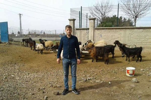 'Yasak ve operasyonlar varken 300 koyunu ne yapalım?' - Resim : 1