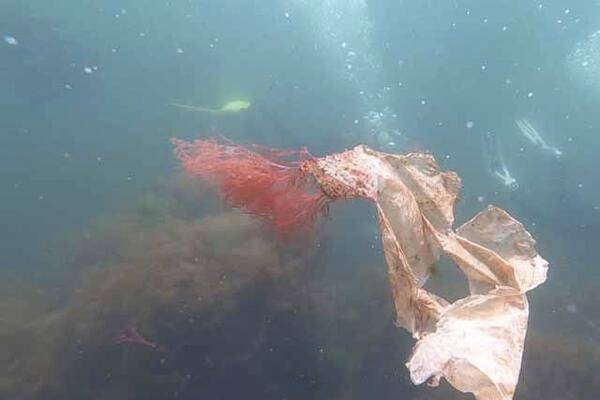 İki milimetreden küçük deniz canlısından da mikroplastik çıktı - Resim: 5