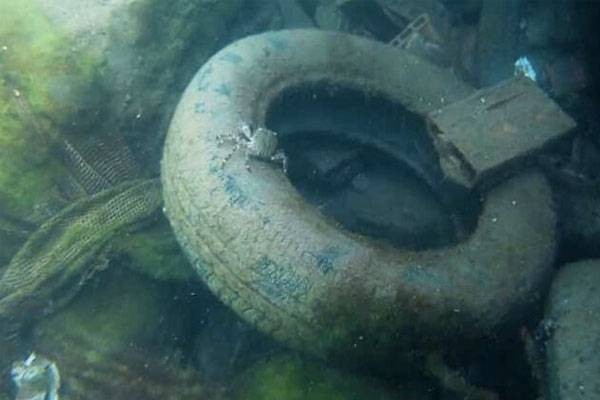 İki milimetreden küçük deniz canlısından da mikroplastik çıktı - Resim: 7