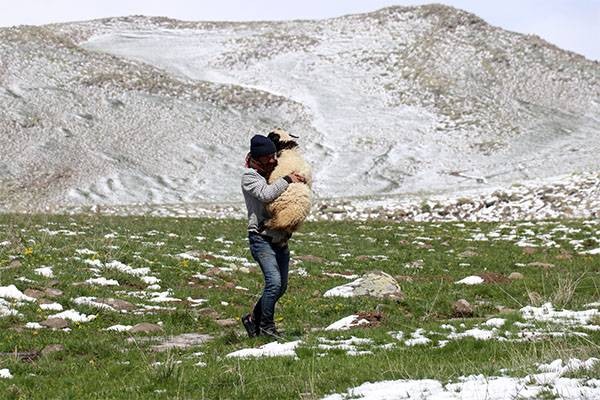 Ağrı'da koçerlerin yaylalara yolculukları başladı: Kara yakalandılar - Resim: 5