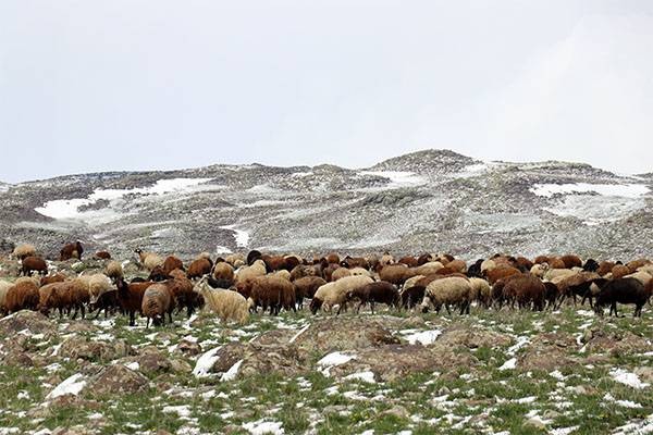 Ağrı'da koçerlerin yaylalara yolculukları başladı: Kara yakalandılar - Resim: 6