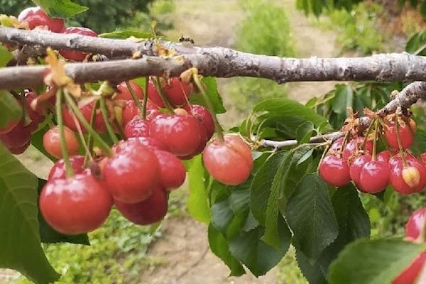 Yılın ilk hasadı yapıldı: Turfanda kirazın kilosu 1000 lira - Resim : 1
