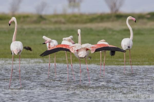 Tuz Gölü'nün misafirleri flamingolar gelmeye başladı - Resim : 4