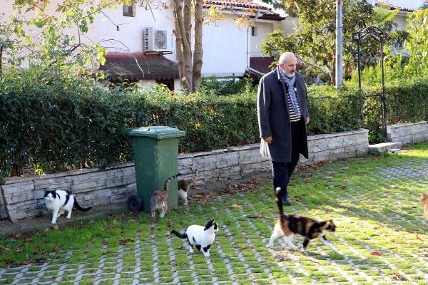 Tekirdağ'da kedi katliamı: Ciğerle zehirlediler - Resim : 1