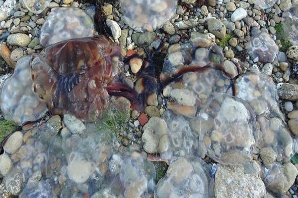 Çanakkale Boğazı'nda zehirli denizanaları görüldü: Temas edildiğinde hemen denizden çıkılmalı - Resim : 3