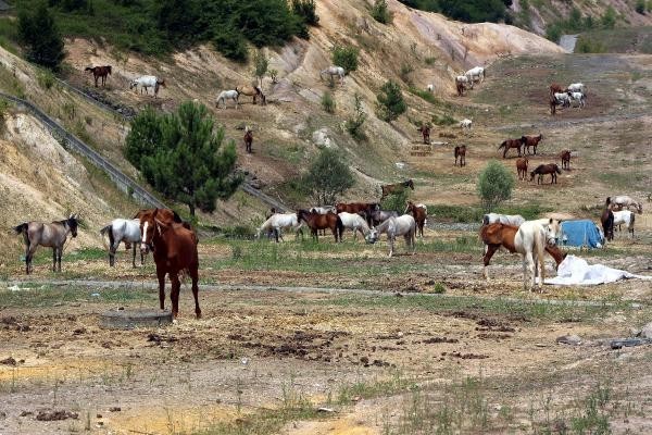 Yüzlerce at adaya gitmeden ölüme terk edildi - Resim : 2