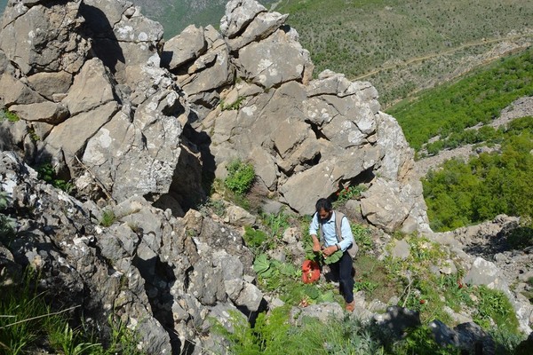 Mezopotamya'nın şifalı bitkisi Işkın tezgahlardaki yerini aldı - Resim : 1