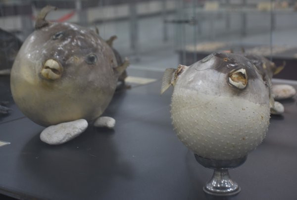 balonbaliklari.jpg