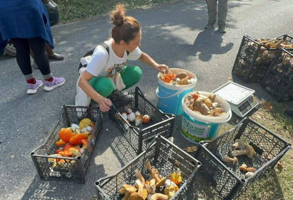 Bu yıl Istranca Ormanları'nda mantar bereketi var: Günde 7 bin lira kazandırıyor - Resim: 5