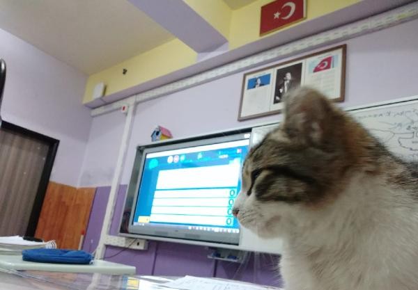 Soğuktan kurtardıkları kedi, sınıfın maskotu oldu - Resim : 1