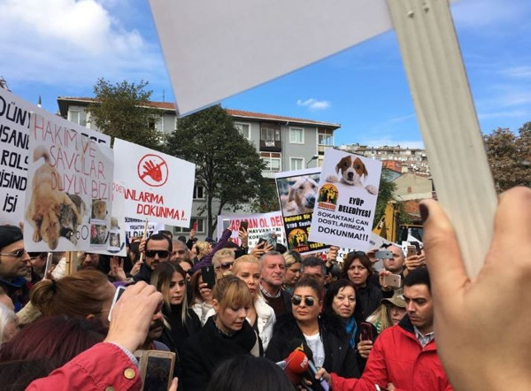 Eyüp Belediyesi sokak köpeklerine ne yapıyor? - Resim : 3