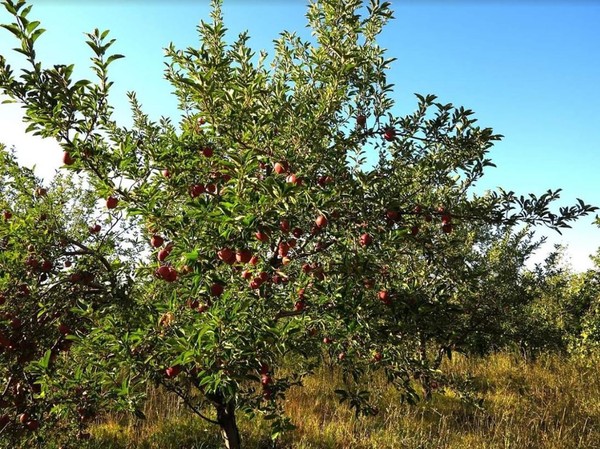 Satılacak 50 ton elma bursa dönüşecek - Resim : 2