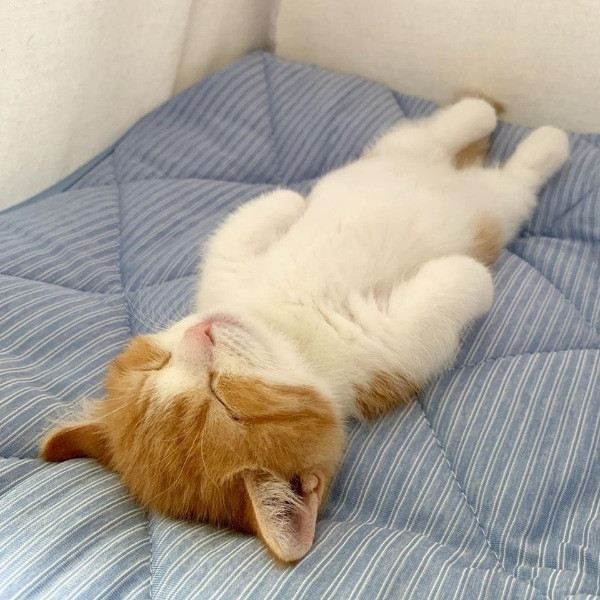 İnsan gibi uyuyan kedi Chata - Resim: 5
