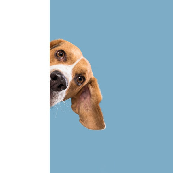 Mutlu köpek portreleri - Resim: 22