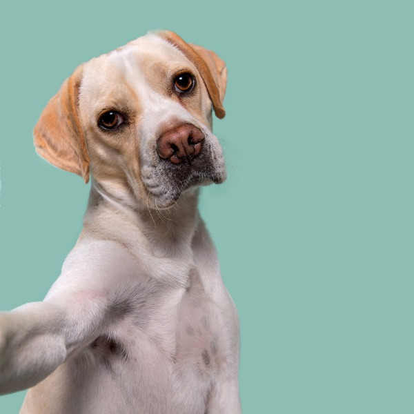 Mutlu köpek portreleri - Resim: 2