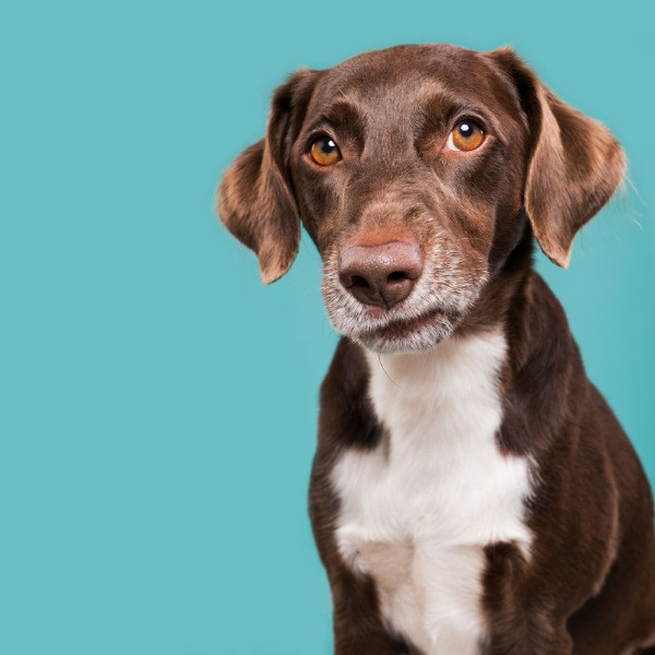 Mutlu köpek portreleri - Resim: 6