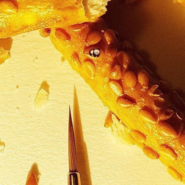 Micro-artist Hasan Kale'nin minik sanat eserleri - Resim: 15