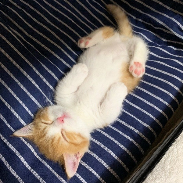 İnsan gibi uyuyan kedi Chata - Resim: 2