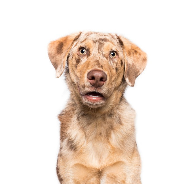 Mutlu köpek portreleri - Resim: 17
