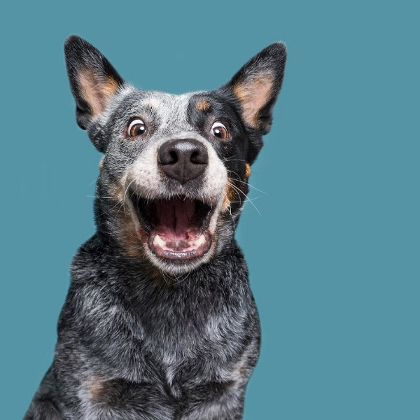 Mutlu köpek portreleri - Resim: 21