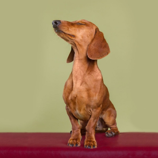 Mutlu köpek portreleri - Resim: 5