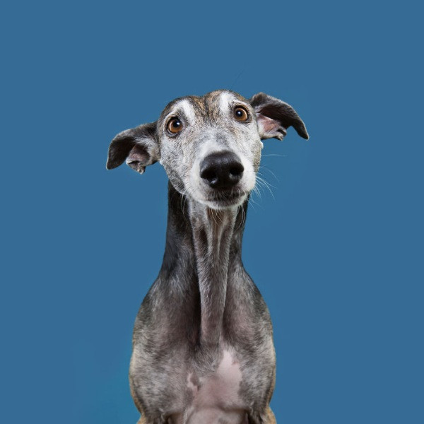 Mutlu köpek portreleri - Resim: 4