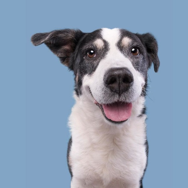 Mutlu köpek portreleri - Resim: 12