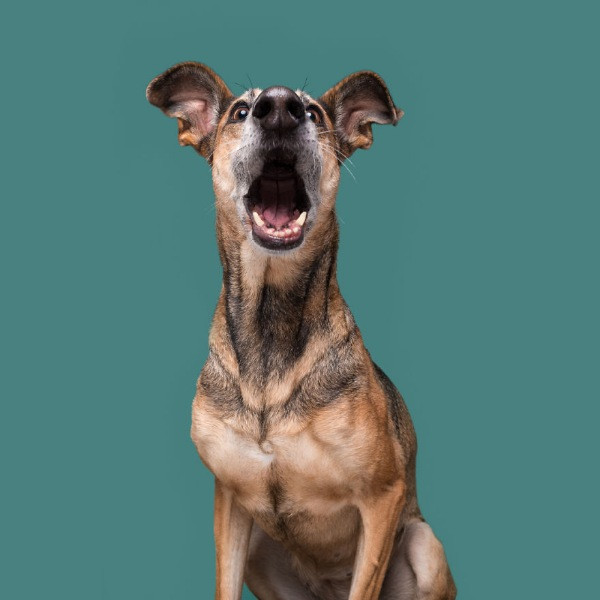Mutlu köpek portreleri - Resim: 9