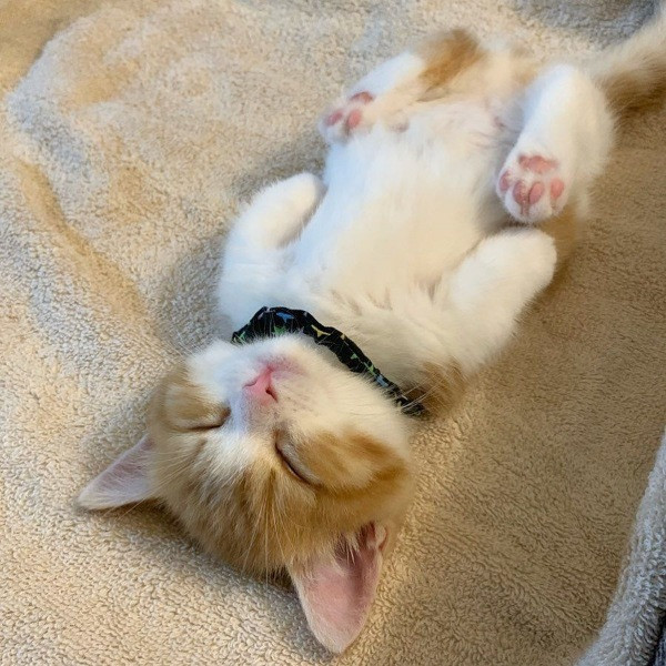 İnsan gibi uyuyan kedi Chata - Resim: 1