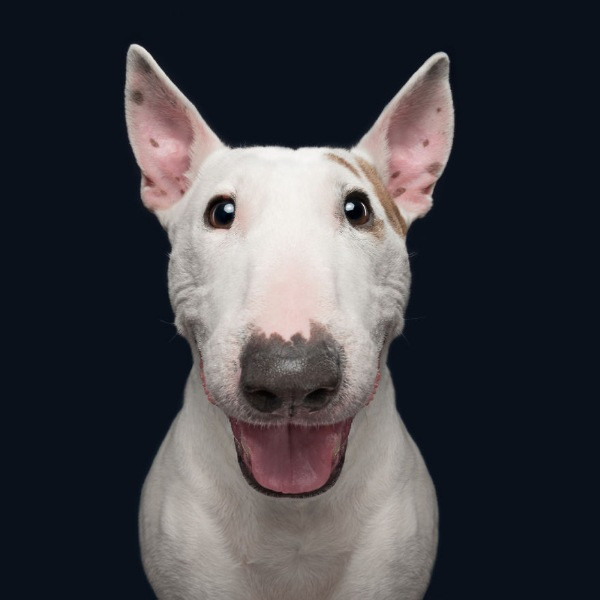 Mutlu köpek portreleri - Resim: 14
