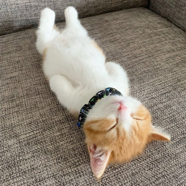 İnsan gibi uyuyan kedi Chata - Resim: 4