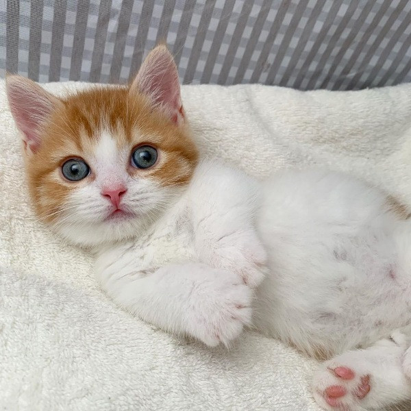 İnsan gibi uyuyan kedi Chata - Resim: 9