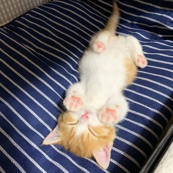 İnsan gibi uyuyan kedi Chata - Resim: 6