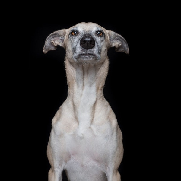 Mutlu köpek portreleri - Resim: 3