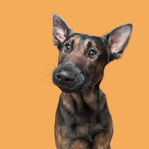 Mutlu köpek portreleri - Resim: 8