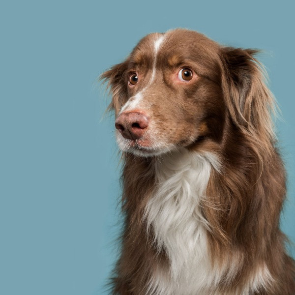 Mutlu köpek portreleri - Resim: 15