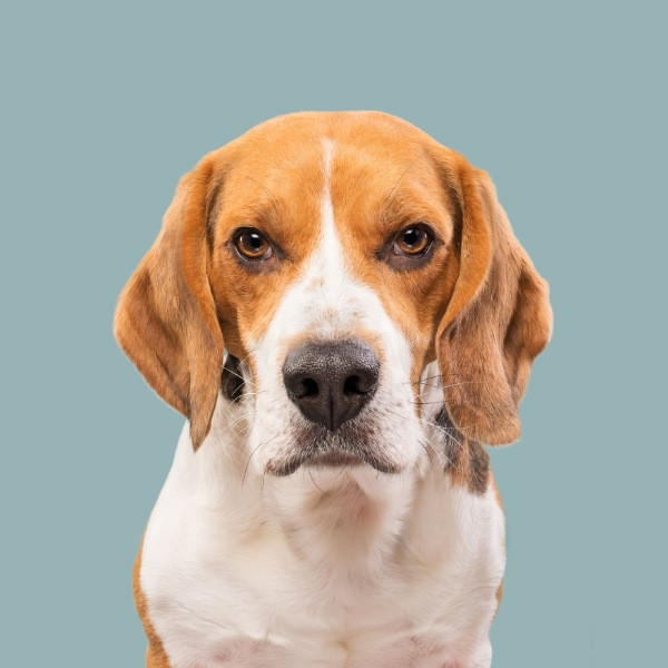 Mutlu köpek portreleri - Resim: 13