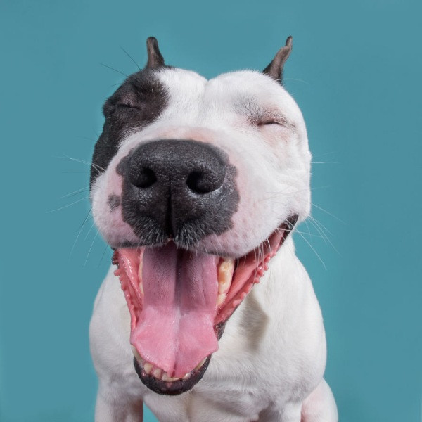 Mutlu köpek portreleri - Resim: 1