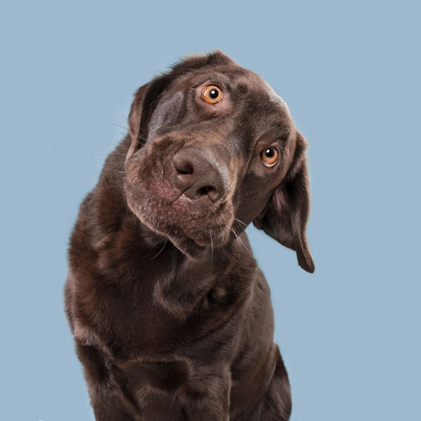Mutlu köpek portreleri - Resim: 7