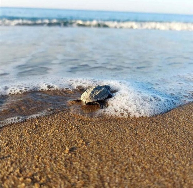 Su sıcaklığı 1 derece düştü, Belek'te caretta caretta yuvaları yüzde 61 azaldı - Resim: 8