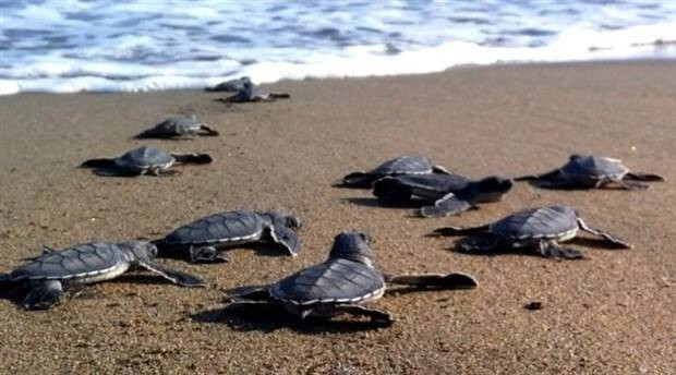 Akdeniz'de rekor sıcaklık: Caretta caretta yavrularının yüzde 90'ı dişi çıktı - Resim: 4