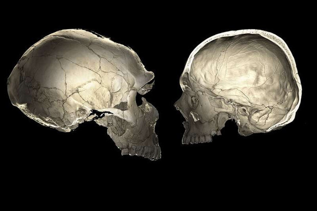 Neandertal DNA'sına sahip bazı insanların kafası daha basık - Resim : 1
