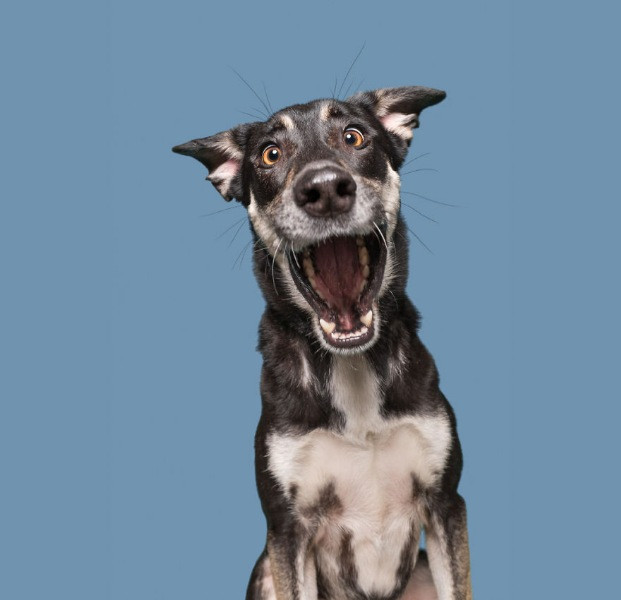 Mutlu köpek portreleri - Resim: 19