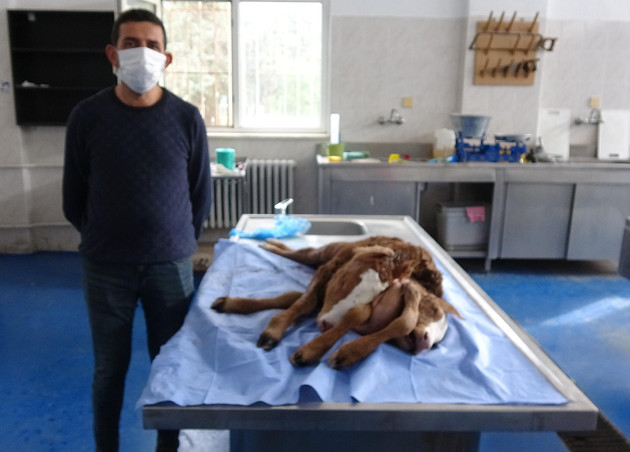 Çift başlı, 6 ayaklı ve 2 kuyruklu buzağıya inceleme - Resim : 1