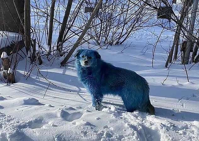 Rusya’da mavi köpekler: Kimyasal atık nedeniyle olduğu iddiası - Resim : 1