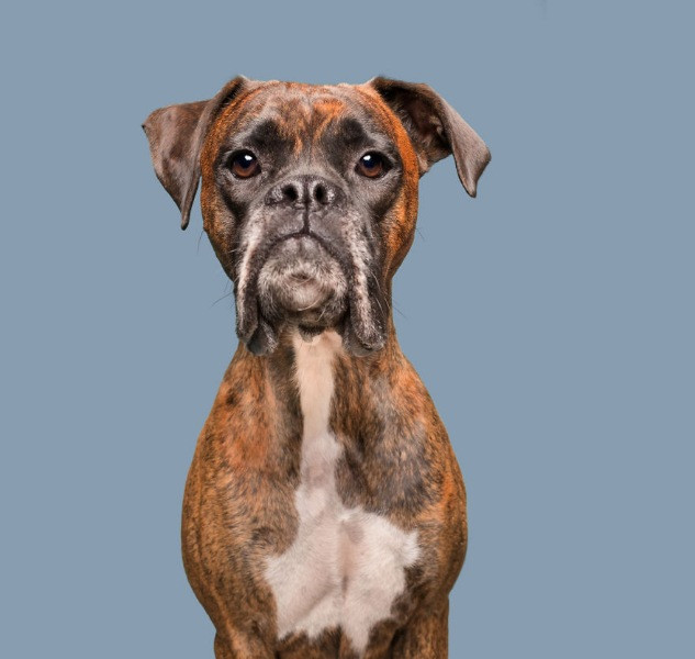 Mutlu köpek portreleri - Resim: 20